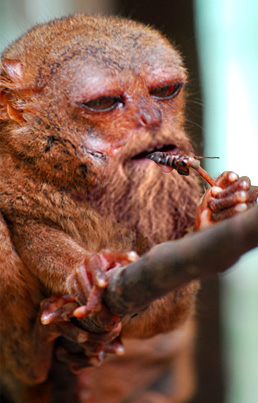 Brug Eating Bronkey